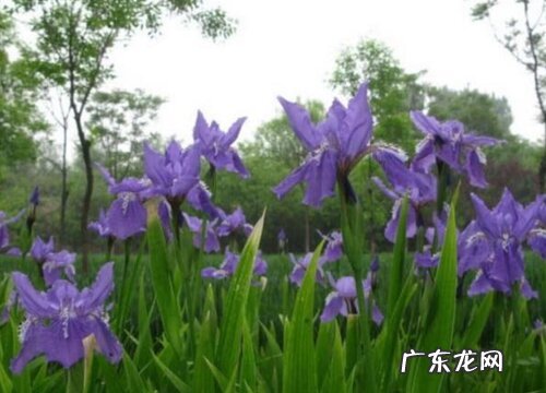 鸢尾兰叶尖发黄怎么办