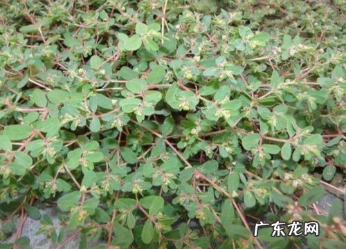 千里草是什么草