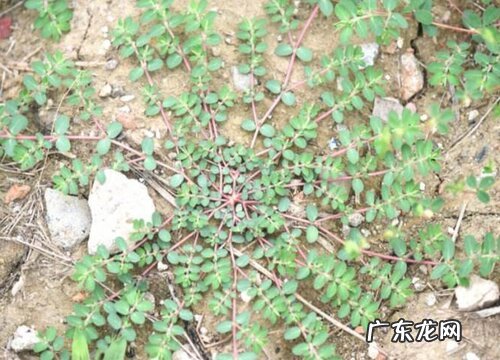 千里草是什么草