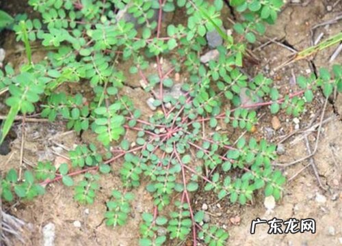 千里草是什么草