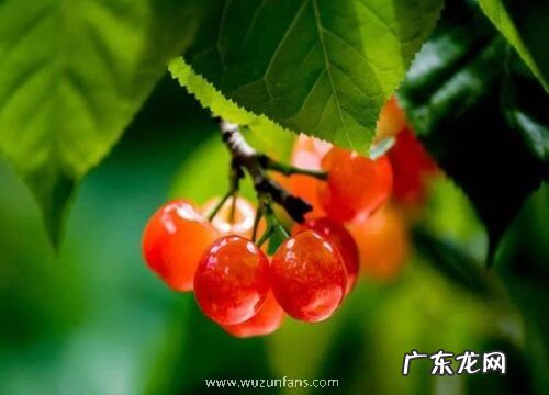 衡阳可以种樱桃吗