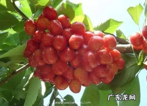 衡阳可以种樱桃吗