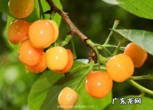 衡阳可以种樱桃吗