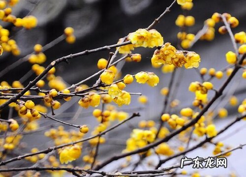 和腊梅很像的植物