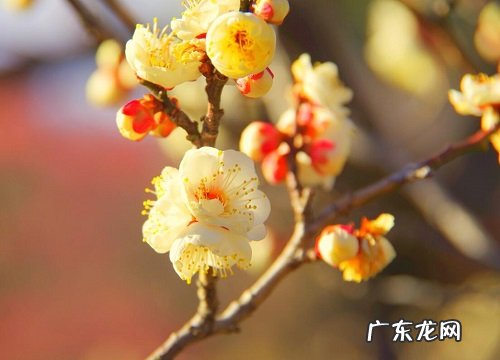 和腊梅很像的植物