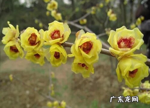 和腊梅很像的植物