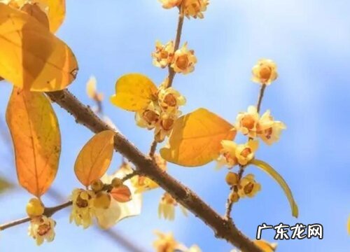 和腊梅很像的植物