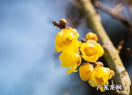 和腊梅很像的植物