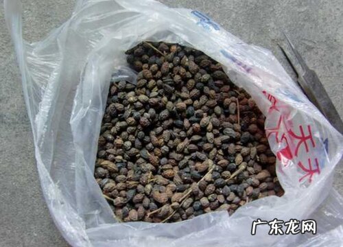 鸦胆子是什么植物的种子