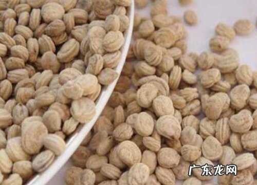 人参的种子是什么样子