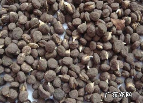 人参的种子是什么样子