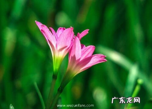 葱兰是什么植物