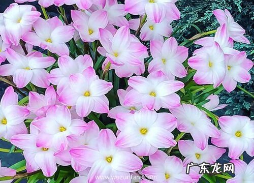 葱兰是什么植物