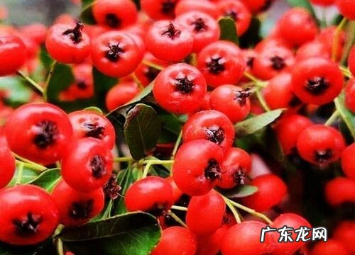 牛年买什么花好