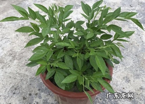 牛年买什么花好