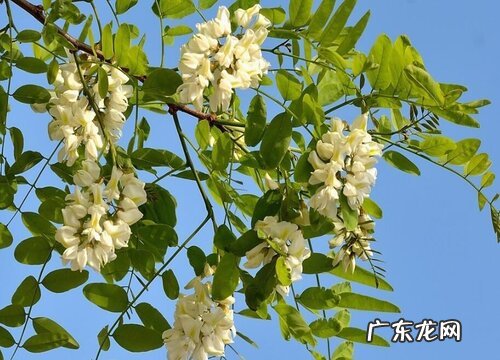 牛年买什么花好