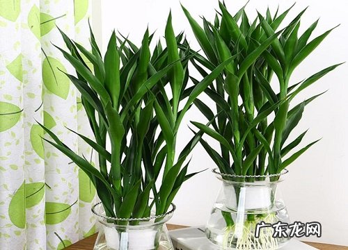 牛年买什么花好