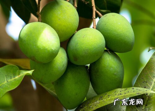 糖度高的水果有哪些