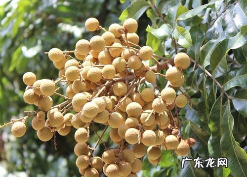 糖度高的水果有哪些