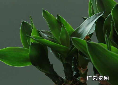 什么花的花语是富贵