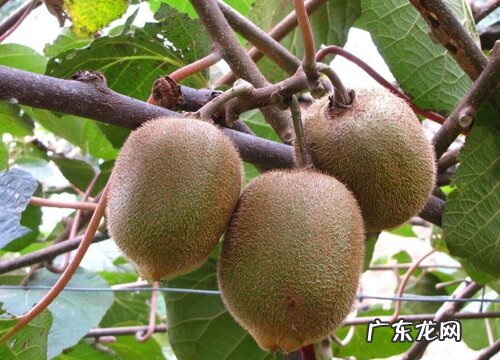 猕猴桃哪个品种好