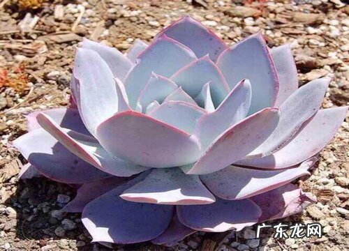 广寒宫多肉怎么养好看