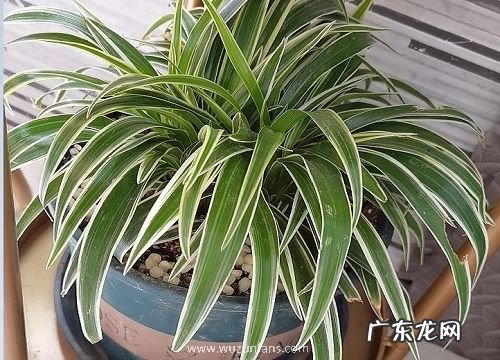 吊兰怎么养好看 修剪好看的造型