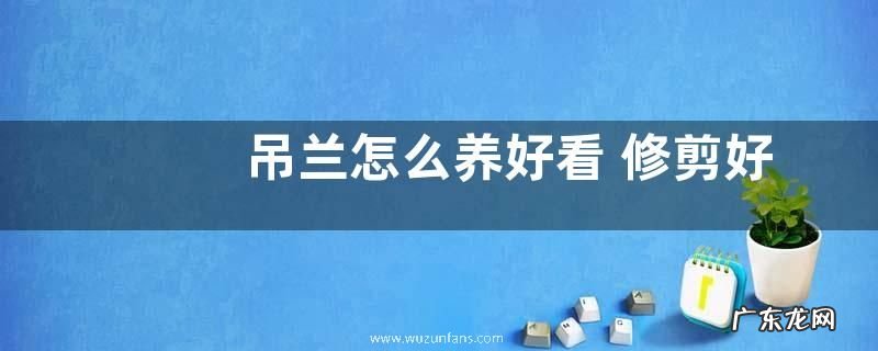 吊兰怎么养好看 修剪好看的造型