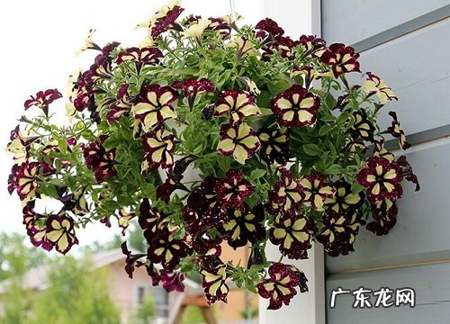 重瓣矮牵牛是一年生还是多年生