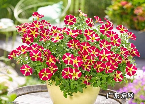 重瓣矮牵牛是一年生还是多年生