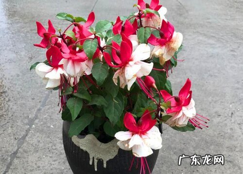 日本海棠耐寒吗