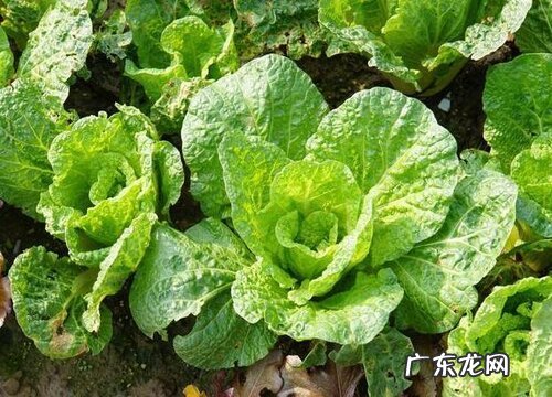 种白菜用什么肥料最好