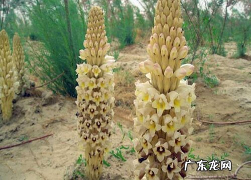 肉苁蓉适合什么地方种植