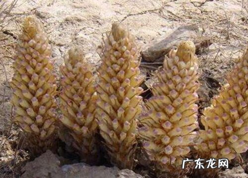 肉苁蓉适合什么地方种植