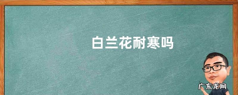 白兰花耐寒吗