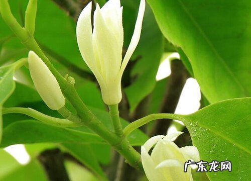 白兰花耐寒吗