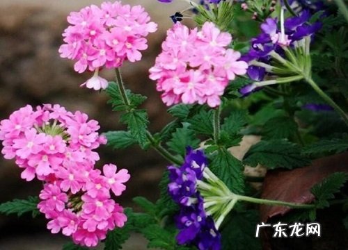 美女樱适合在室内养吗