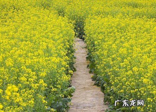 油菜亩产量一般多少斤 种植亩产及利润是多少