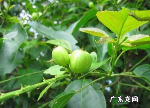 巴豆是什么植物的种子