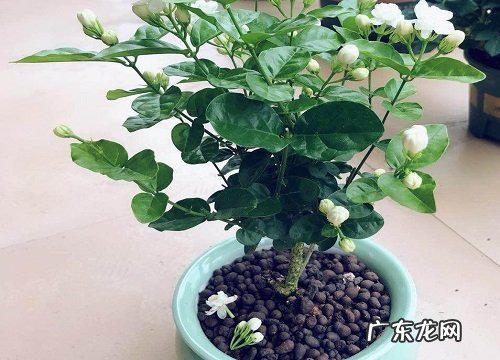 茉莉花耐寒吗