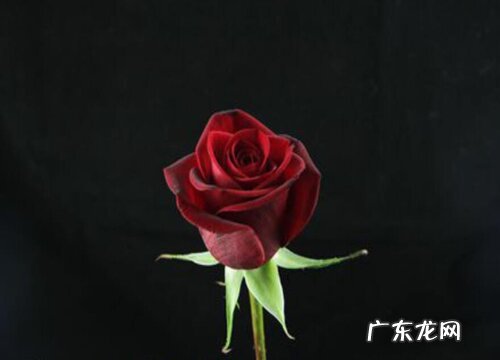 玫瑰有多少品种