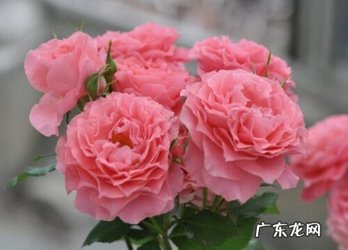 玫瑰有多少品种