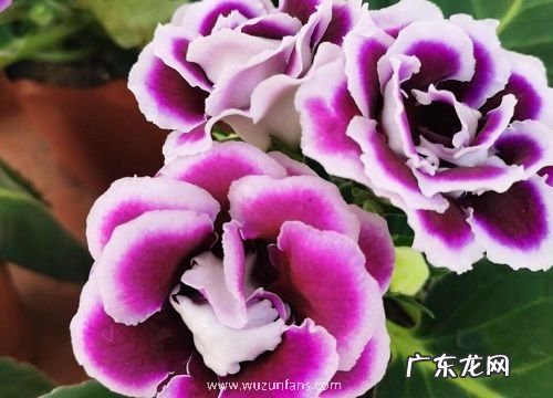 散光可以养的花卉有哪些