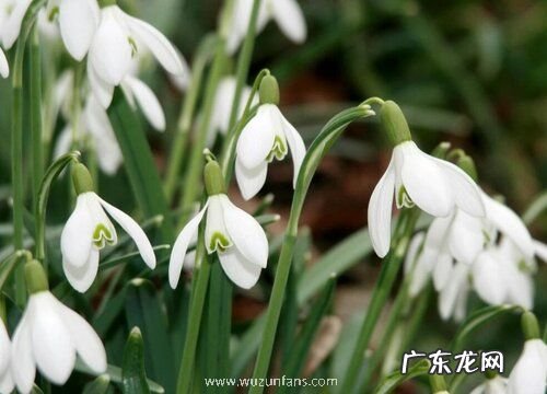 散光可以养的花卉有哪些