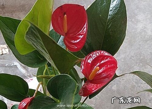 散光可以养的花卉有哪些