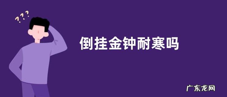 倒挂金钟耐寒吗