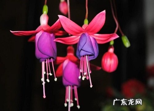 倒挂金钟耐寒吗