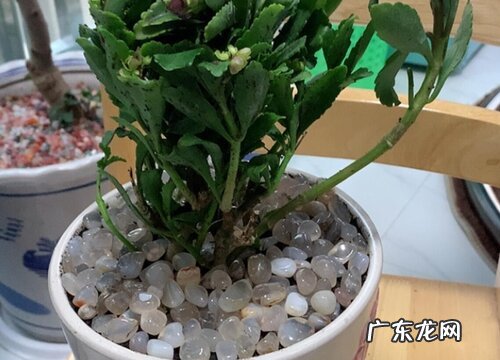 倒挂金钟耐寒吗