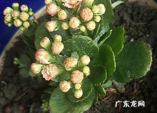 倒挂金钟耐寒吗