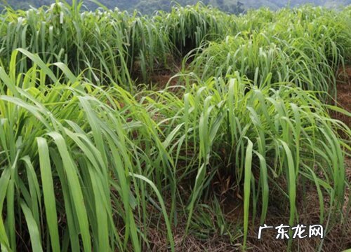 喜事草又叫什么草